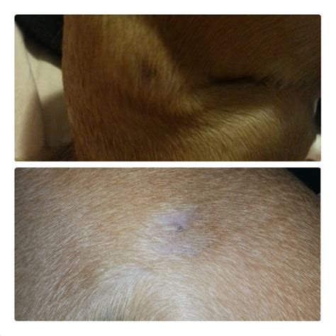 Bumps And Lumps On A Dog Thriftyfun
