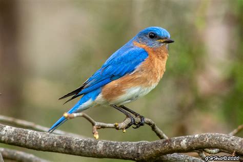 G H Holt Photography On Twitter Late Afternoon Eastern Bluebird