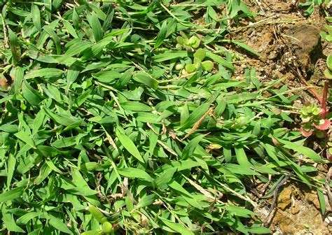 Dealing With Grassy Weeds In Your Lawn Tallahassee Com Community Blogs