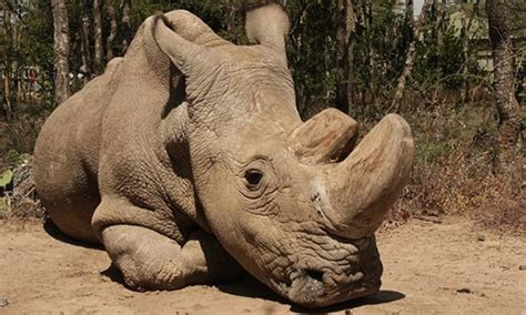 In A First Scientists Use Ivf To Save The Northern White Rhino From Extinction 2 Embryos Created