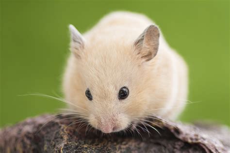 How To Heal A Hamsters Eye Infection Animals Momme