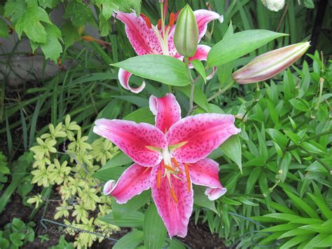 Stargazer Lily My Favorite Of All Flowers In Case You Ever Feel The