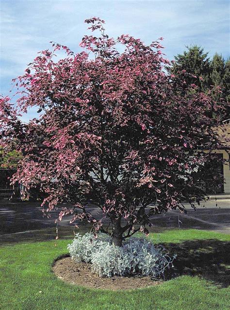 Tricolor European Beech Trees For Front Yard Shade