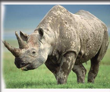 If you wanna have it as yours, please right click the images of gambar badak and then save to your. Gambar Binatang - Badak Cula Dua | Gambar Hidup