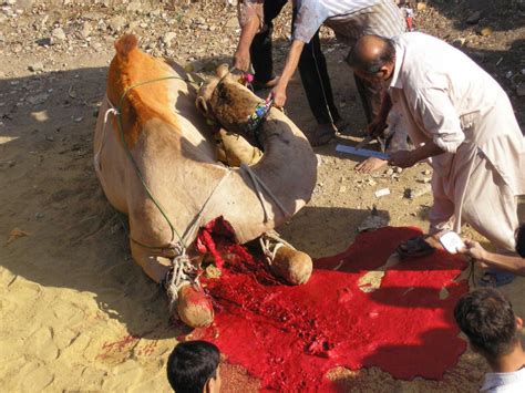 For instance, a set of rulings has been given for land animals, sea creatures, birds and so on. Camel Slaughtering - Off-Topic - ShiaChat.com