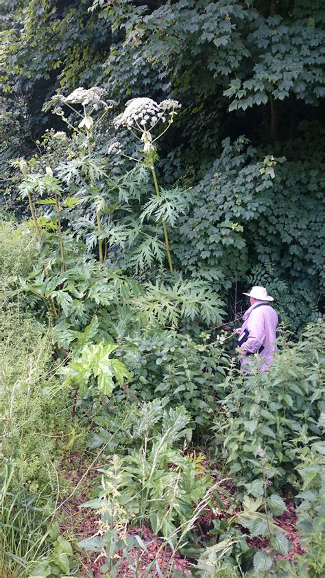Giant Hogweed Himalayan Balsam And Japanese Knotweed Are Clogging Up