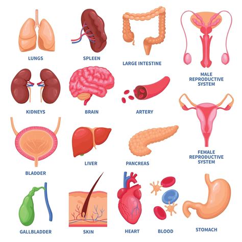 Foto Corpo Humano Orgaos