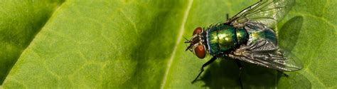 Fly Exterminator Valley Pest Solutions Best Pest Control