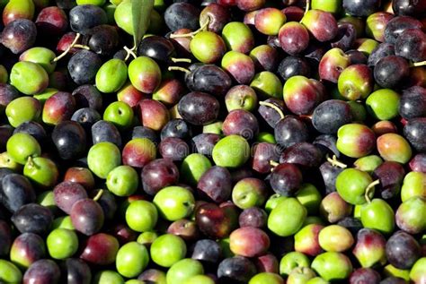 Green Olives And Oil Stock Image Image Of Meal Italy 26789659