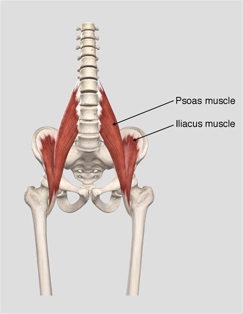Where Is The Psoas Muscle My Xxx Hot Girl