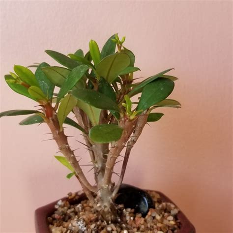 Bonsai Crown Of Thorns Interiorplantsca