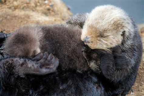 Surprise Wild Otter Birth Gives Monterey Bay Aquarium An Adorable Temporary Attraction Sea