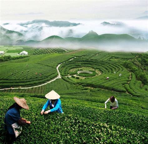 Meijiawu Tea Plantation Hangzhou China Top Attractions Things To