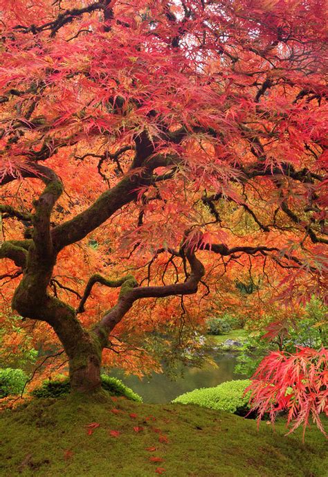 Japanese Maple In Fall Color Portland Photograph By William Sutton