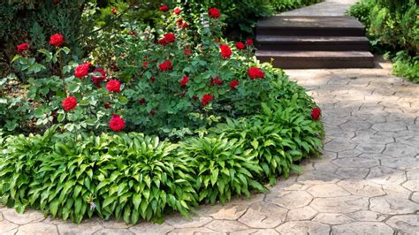 Grow Hostas With Roses It Makes A Beautiful Pairing