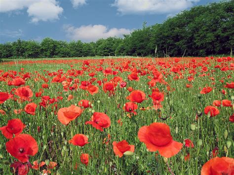 Field Of Poppies In Summertime Free Photo Download Freeimages