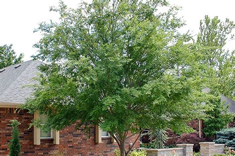 Elm Allee Lacebark Tree Top Nursery And Landscape Inc