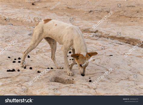 Stray Dog Eats Camel Dung Animals Stock Photo (Edit Now) 1605064273