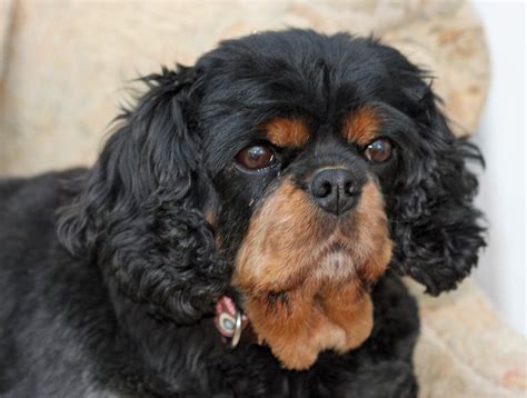 Cute Dog Portrait Free Stock Photo Public Domain Pictures