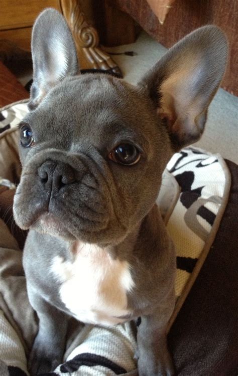 A lot of money also goes into their feeding and healthcare. Limited Edition French Bulldog Tee - Franse bulldogs ...