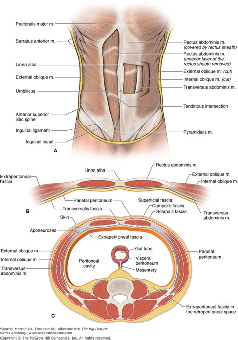 The abdominal region is supported by the anterior and posterior abdominal wall that supports the viscera and maintains the posture where there's no bony support. Human anatomy abdomen. Stomach. 2019-02-12