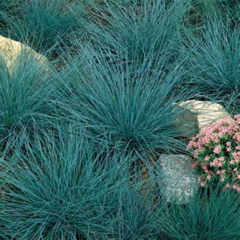 Blue Fescue Grass 25 Seeds Etsy
