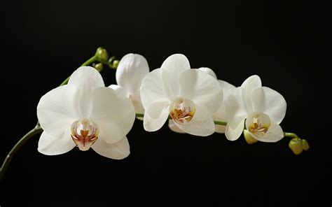 Phalaenopsis Orchid Plants Gorgeous Flowers Jamaica