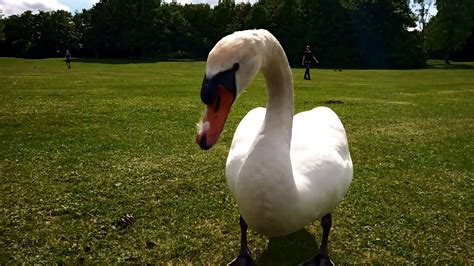 Der Große Schwan Youtube