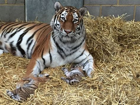 Together they average 5.7 / 10 paws, which makes tiny tiger an average overall cat food brand when compared to all the other brands in our database. Two Tiny Tigers Welcomed at Woburn Safari Park | Small ...