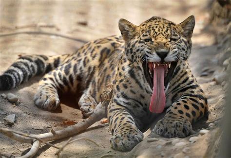 The best evidence is our teeth: Project Survival Cat Haven's jaguar cubs growing fast ...
