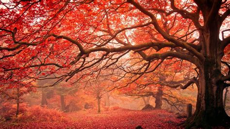 Red Autumn Trees Wallpaper Backiee