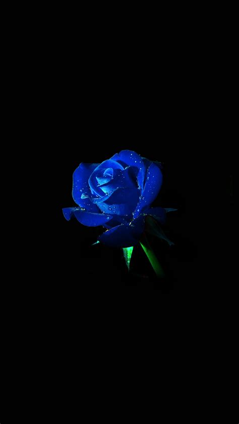 Blue Rose Dark Flower Nature Android Wallpaper Android