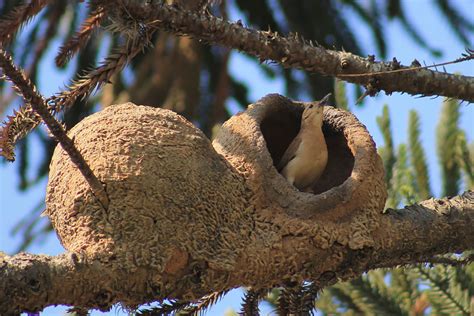 muyinteresante Los nidos más asombrosos del mundo animal