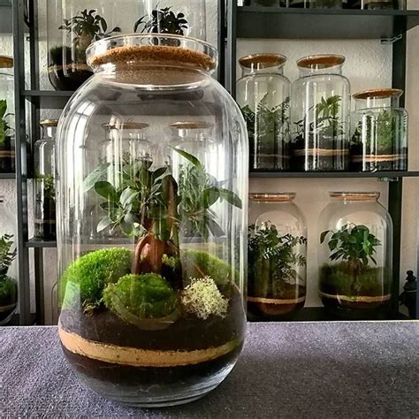 Pourquoi offrir un terrarium bonsaï ficus ginseng publicitaire personnalisé grand modèle ? Bonsai microforest, ficus surrounded by moss terrarium ...