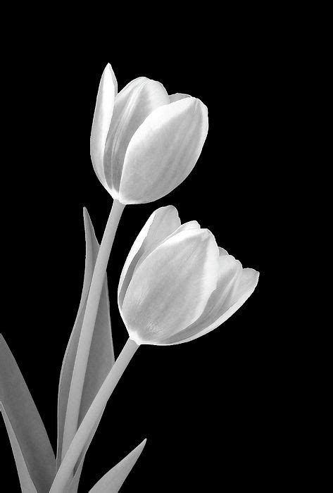 Tulips Black And White J Hurmerinta Tulips Art Tulips Pink Tulips