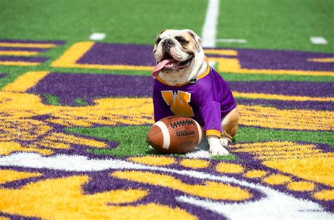 Western bulldogs mascot sid this year at etihad stadium. Ranking college football's 28 live dog mascots - SBNation.com