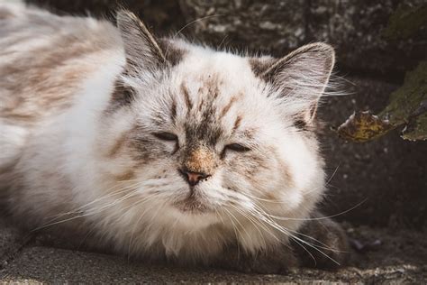 고양이 옥외 동물 국내 Pixabay의 무료 사진 Pixabay