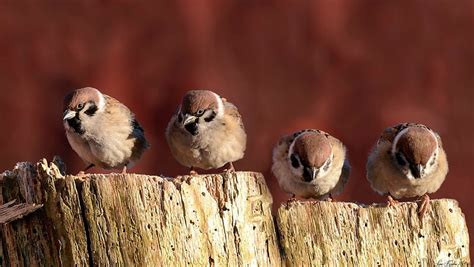 Sparrows Bird Birds Sparrows Animals Animal Hd Wallpaper Peakpx