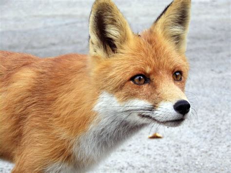 Red Fox A Guide To Irelands Protected Habitats And Species