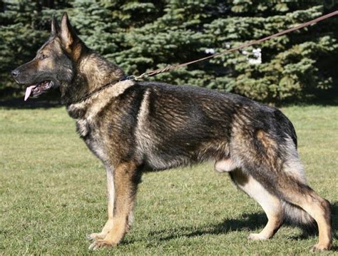 Sable German Shepherd Everything You Need To Know In 2020 Sable