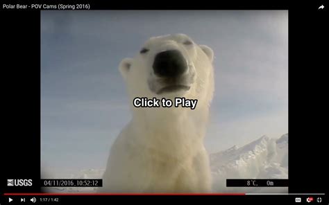 Polar Bears Filmed Themselves While Hunting Seals On Sea Ice Revealing