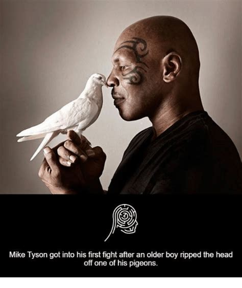 See more ideas about mike tyson memes, mike tyson, memes. 25+ Best Memes About Pigeon | Pigeon Memes
