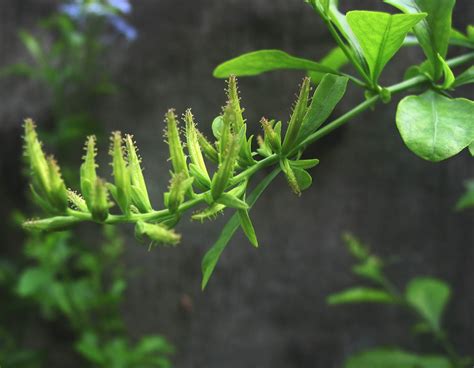 Plumbago Auriculata Plumbaginaceae
