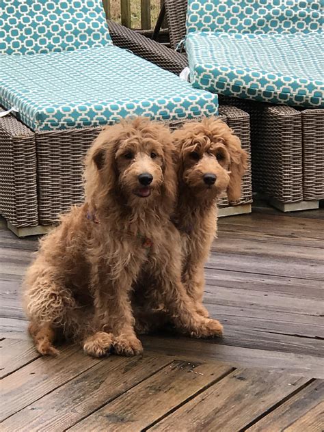 John & terri will continue breeding ckc goldendoodles as they love to interact with other families who have a love for dogs, especially golden retrievers, poodles and goldendoodles. Goldendoodle Puppies, Miniature Goldendoodles ...