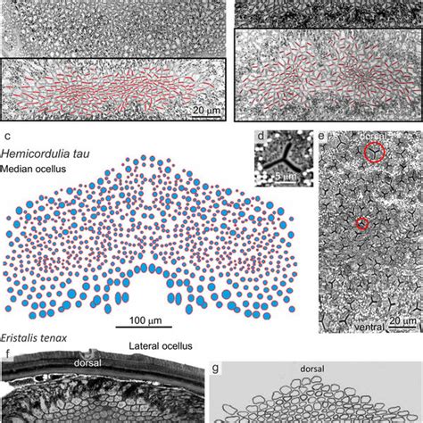 The Organization Of The Ocellar Retina Light Micrographs Stained With