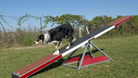 Akc Teeter Board Specifications Animals Momme