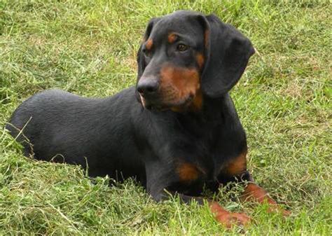 Learn more about portland tub! Penn State Food Safety Blog: Who Knew This Poop - The ...