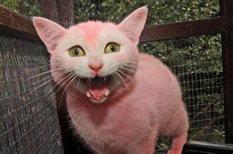 See The Cat With Fur Dyed Pink That Was Heartlessly Thrown Over A