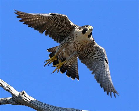 Peregrine Falcon In Flight Photograph By Rob Wallace Images Pixels