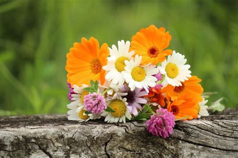 E tutti i fiori di campo sono sbocciati. Un bel mazzo di fiori di campo... :) | Fiori di campo ...